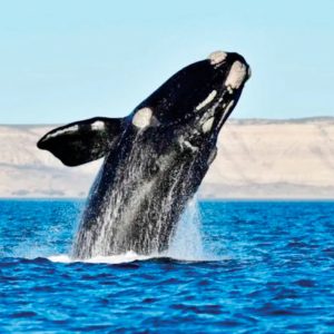 Ballena franca austral