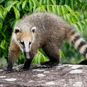 Coatí