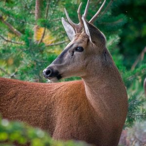 Huemul