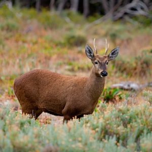 Huemul