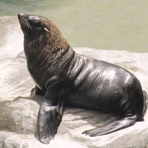 Loba marina