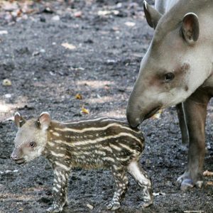 Tapir